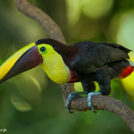3209 Chestnut-mandibled Toucan (Ramphastos swainsonii). Selva Verde Lodge, Costa Rica