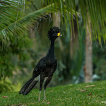 3210 Male Great Curassow (Crax rubra). Laguna del Lagarto, Costa Rica