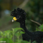 3211 Male Great Curassow (Crax rubra). Laguna del Lagarto, Costa Rica