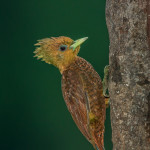 3212 Female Chestnut-colored Wookpecker (Celeus castaneus), Laguna del Lagarto, Costa Rica