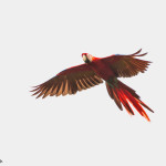 3216 Scarlet Macaw (Ara ambiguus). Costa Rica
