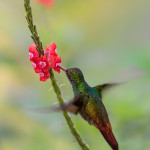 3223 Rufous-tailed Hummingbird (Amazilia tzacatl). Laguna del Lagarto, Costa Rica