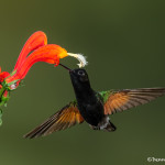 3224 Black-bellied Hummingbird (Eupherusa nigriventris). Catarata Del Toro, Costa Rica