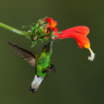3225 Black-bellied Hummingbird (Eupherusa nigriventris). Catarata Del Toro, Costa Rica
