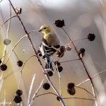 3025 Male, American Goldfinch (Spinus tristis). Hagerman National Wildlife Refuge, TX
