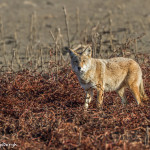 3026 Coyote (Canis latrans). Hagerman National Willdife Refuge, TX
