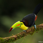 3228 Keel-billed Toucan (Ramphastos sulfuratus), Laguna del Lagarto, Costa Rica