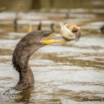 3266 Neotropic Cormorant (Phalacrocorax brasilianus). Anahuac NWR, TX