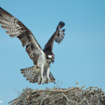 3292 Osprey (Pandion haliaetus), Florida