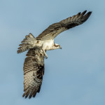 3293 Osprey (Pandion haliaetus), Florida