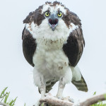 3298 Osprey (Pandion haliaetus), Florida