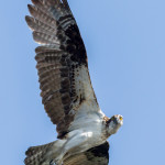 3299 Osprey (Pandion haliaetus), Florida