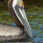 3301 Breeding Brown Pelican (Pelicanus occidentalis), Florida
