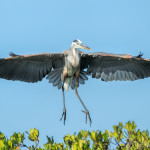 3304 Breeding Great Blue Heron (Ardia herodias), Florida