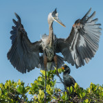 3305 Breeding Great Blue Heron Ardea herodias), Florida
