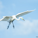 3306 Breeding Great Egret (Ardea alba), Florida