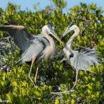 3307 Great Blue Heron, Breeding Pair (Ardea herodias), Florida