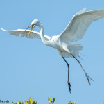 3308 Breeding Great Egret (Ardea alba), Florida