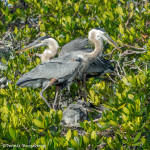 3309 Great Blue Heron Family (Ardea herodias), Florida