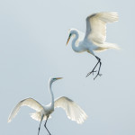 3310 Great Egrets (Ardea alba), Florida