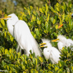 3312 Great Egret with Chicks (Ardea alba), Florida