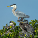 3314 Great Blue Heron and Chicks (Ardea herodias), Florida
