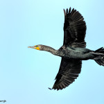 3323 Breeding Double-crested Cormorant (Phalacrocorax auritus), Florida