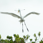 3329 Breeding Great Egret (Ardea alba), Florida