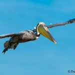 3345 Brown Pelican (Pelicanus occidentalis), Florida