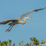 3347 Great Blue Heron (Ardea herodius), Florida