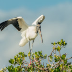 3348 Wood Stork (Mycteria americana), Florida