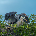 3350 Maternal Protection. Great Blue Heron and Chick (Ardea herodius), Florida