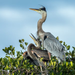 3352 Great Blue Heron and Chick (Ardea herodius), Florida