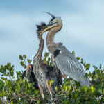 3353 Great Blue Heron and Chick (Ardea herodius), Florida