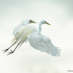 3357 Great Egret (Ardea alba), Florida