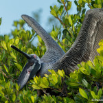 3361 Brown Pelican (Pelicanus occidentalis), Florida