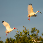 3362 Breeding White Ibis (Bulbucus ibis), Florida