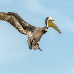 3367 Breeding Brown Pelican (Pelicanus occidentalis), Florida