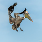 3368 Breeding Brown Pelican (Pelicanus occidentalis), Florida