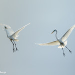 3373 Courtship Display, Great Egrets (Ardea alba), Florida