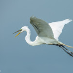 3375 Breeding Great Egret (Ardea alba), Florida