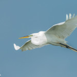 3376 Breeding Great Egret (Ardea alba), Florida
