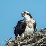 3378 Osprey (Pandion haliaetus), Florida