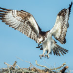 3380 Osprey (Pandion haliaetus), Florida