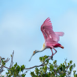 3381 Roseate Spoonbill (Platela ajaja), Florida