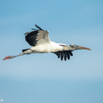 3382 Breeding Wood Stork (Mycteria americana), Florida