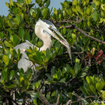 3385 Great Blue Heron (Ardea herodius), Florida