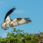 3391 Osprey (Pandion haliaetus), Florida