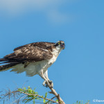 3392 Osprey (Pandion haliaetus), Florida