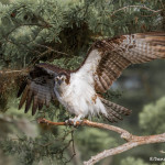 3393 Osprey (Pandion haliaetus), Florida